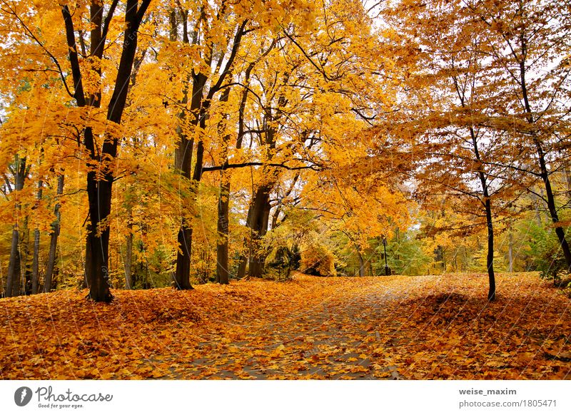 Bunter Park des Herbstes Oktober Ferien & Urlaub & Reisen Tourismus Umwelt Natur Landschaft Pflanze Schönes Wetter Baum Blatt Grünpflanze Garten Wald Straße