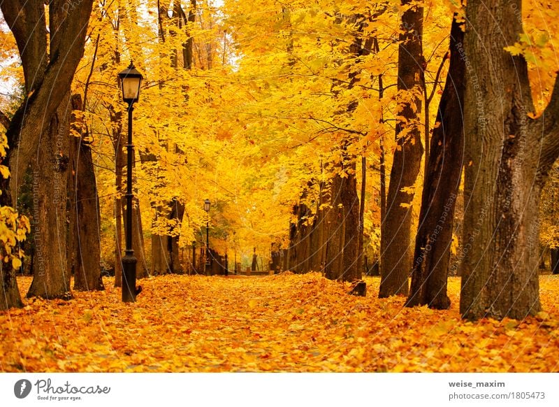 Bunter Park des Herbstes Oktober. Laubbäume Gasse im Park Ferien & Urlaub & Reisen Ausflug Abenteuer Freiheit Umwelt Natur Landschaft Pflanze Baum Blatt Garten