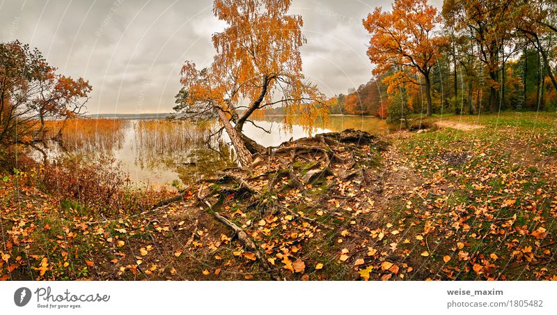 Oktober bunter Wald Umwelt Natur Landschaft Pflanze Himmel Wolken Herbst schlechtes Wetter Regen Baum Gras Blatt Grünpflanze Park Wiese Seeufer Flussufer hell