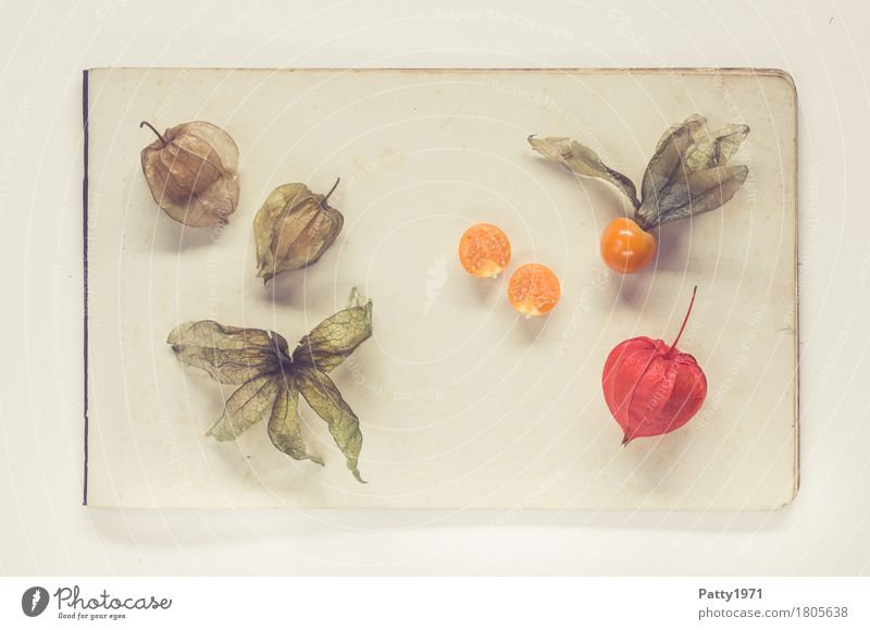 Physalis alkekengi Lebensmittel Frucht Lampionblume Ernährung Vegetarische Ernährung Papier Zettel exotisch frisch Gesundheit retro rund sauer süß braun orange