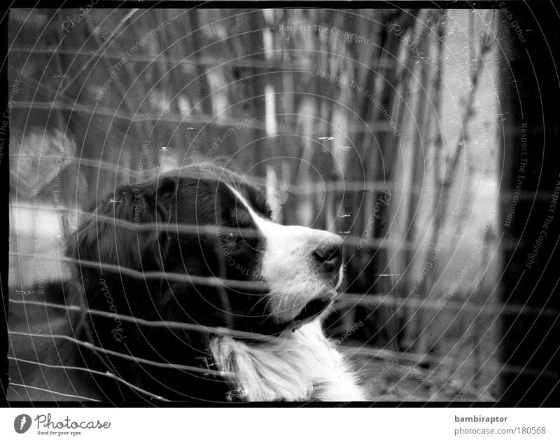 http://www.photocase.de/de/photodetail.asp?i=115735 Schwarzweißfoto Tierporträt Blick nach vorn Haustier Hund Bär Gefängnis Zaun Fell Schnauze Berner Sennenhund