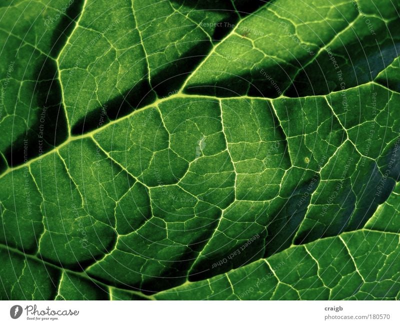 Auf der Rückseite des Sofas. Farbfoto mehrfarbig Außenaufnahme Nahaufnahme Makroaufnahme Tag Licht Schatten Umwelt Natur Pflanze Sommer Schönes Wetter Sträucher