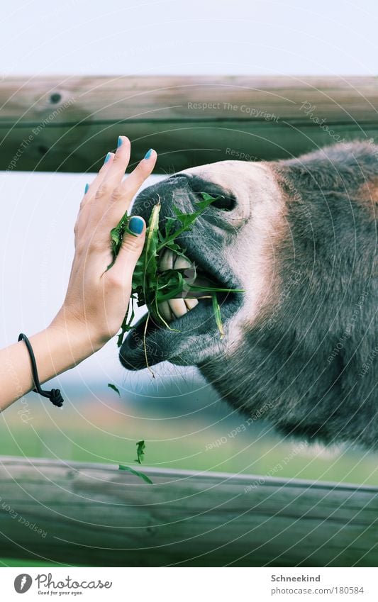 Feed the Horse Farbfoto Außenaufnahme Menschenleer Textfreiraum oben Textfreiraum unten Tag Licht Kontrast Sonnenlicht Schwache Tiefenschärfe Zentralperspektive