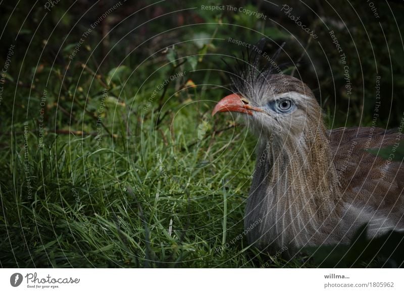 Rotfußseriema exotisch Wiese Tier Wildtier Vogel Tiergesicht sitzen authentisch Kranichvögel Seriema Cariama cristata Red-legged Seriema Le cariama huppé