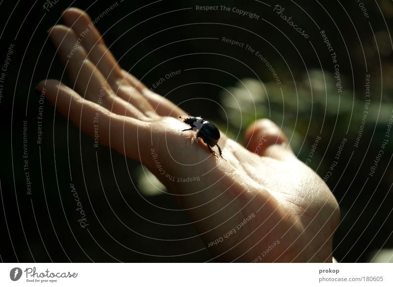 Gipfelstürmer Farbfoto Außenaufnahme Detailaufnahme Tag Sonnenlicht Schwache Tiefenschärfe Zentralperspektive Mensch Hand Finger krabbeln Käfer Klettern Umwelt