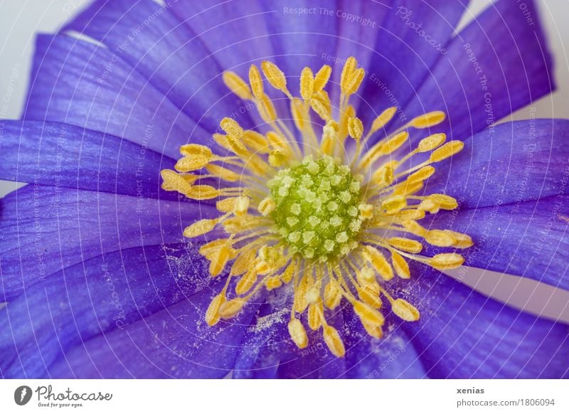 Makroaufnahme einer violetten gepuderten Anemone Anemonen Pflanze Blüte Hahnenfußgewächse Garten weich gelb grün Staubbeutel Studioaufnahme Blume Blühend