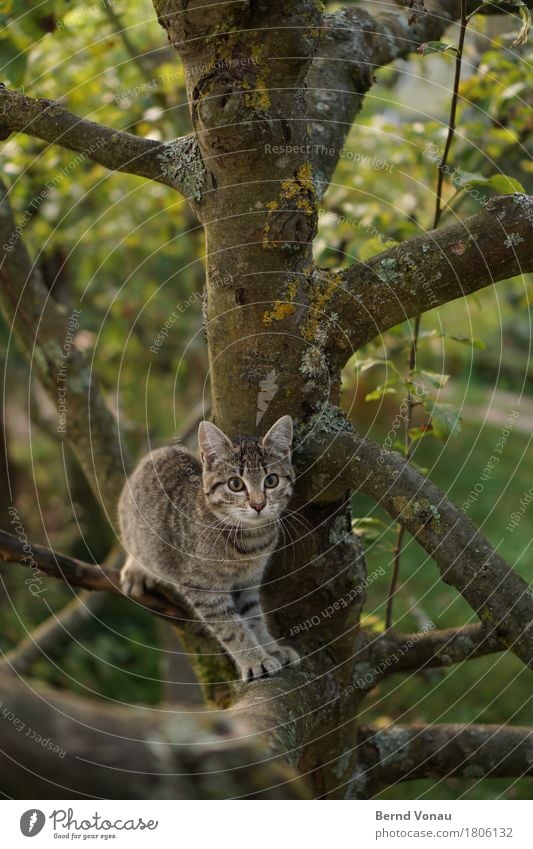 kratzbaum Tier Katze 1 Tierjunges toben grau braun grün Garten Baum Klettern Katzenbaby Tiger Tigerfellmuster Pfote kratzen Neugier Landraubtier niedlich