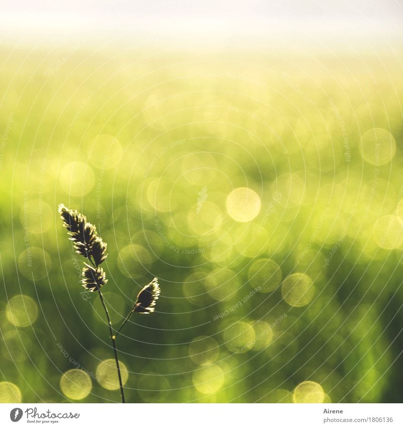 Juni im November Pflanze Sommer Klimawandel Schönes Wetter Gras Wiese Wassertropfen glänzend einfach Freundlichkeit positiv gold grün ruhig Frieden Gelassenheit