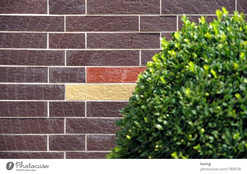 braun rot gold Farbfoto Häusliches Leben Haus Traumhaus Garten Vorgarten Gartenarbeit Fassadenreiniger Sträucher Grünpflanze Buchsbaum Mehrfamilienhaus Mauer