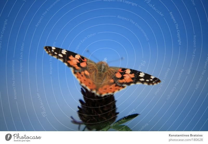 NATURE LOVE Farbfoto Außenaufnahme Nahaufnahme Abend Unschärfe Froschperspektive Tierporträt elegant Natur Wolkenloser Himmel Sommer Herbst Schönes Wetter