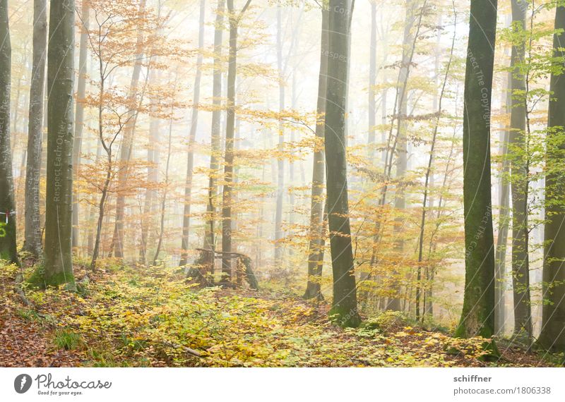 Das Unbekannte dahinter Natur Pflanze Herbst schlechtes Wetter Nebel Baum Grünpflanze Wald achtsam Waldboden Waldlichtung Waldspaziergang Herbstlaub Baumstamm