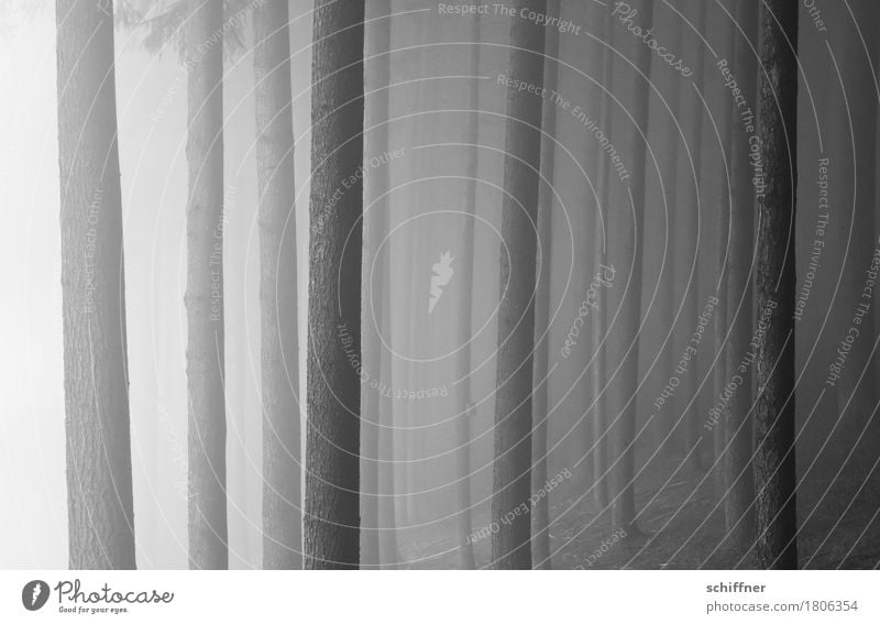 Vollpfosten Natur Herbst Winter schlechtes Wetter Nebel Baum Wald bedrohlich dunkel stagnierend Baumstamm Nebelschleier Nebelbank Nebelwald Nebelwand