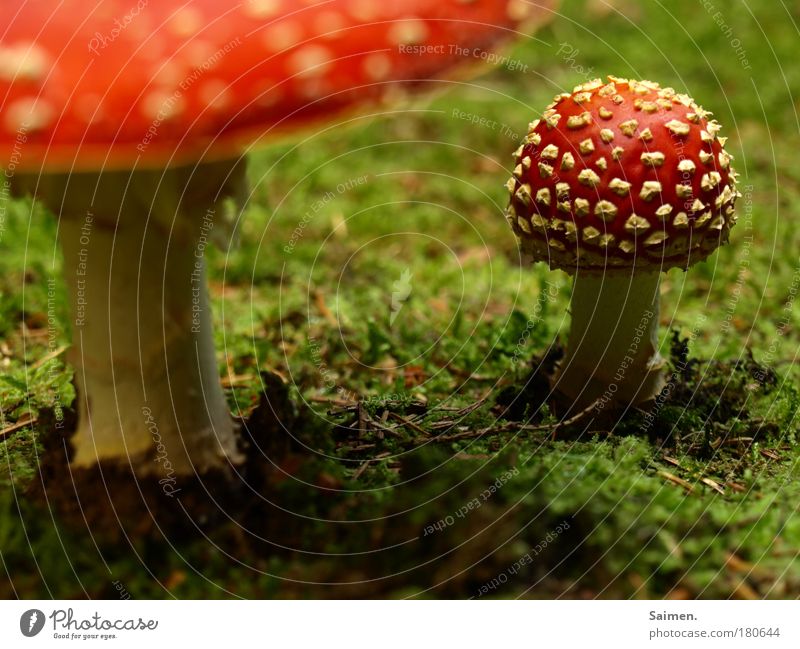 herbstliche Sinneserfahrung Farbfoto mehrfarbig Außenaufnahme Nahaufnahme Detailaufnahme Makroaufnahme Abend Schatten Umwelt Natur Pflanze Erde Herbst Moos