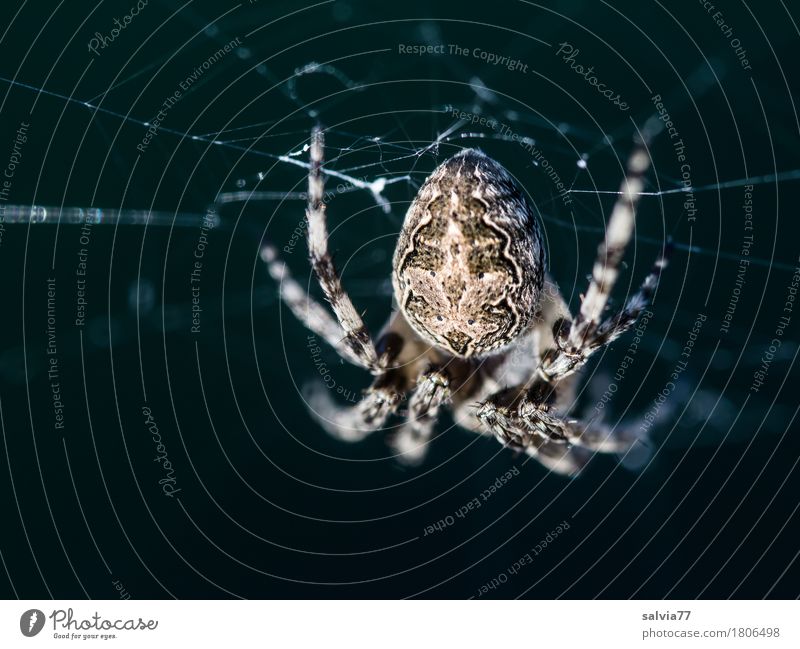 Kein Kuscheltier Halloween Natur Tier Spinne Eichblattspinne 1 beobachten hängen krabbeln lernen warten dunkel Ekel braun grau schwarz Wachsamkeit Angst bizarr