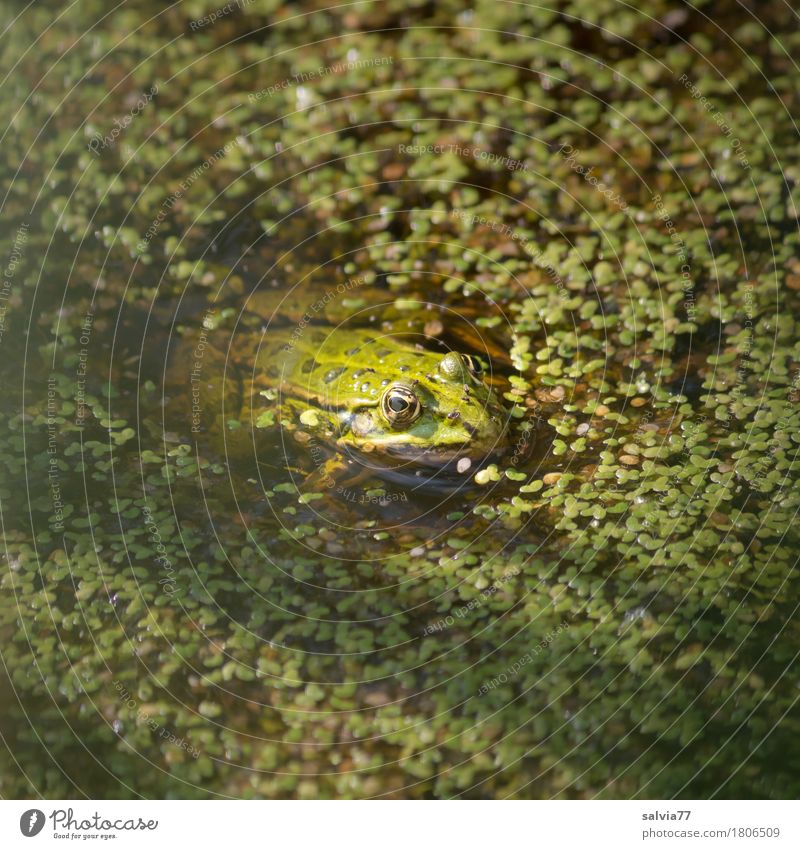 Linsenbad Umwelt Natur Pflanze Tier Sommer Grünpflanze teichlinse Algen Teich See Wildtier Frosch Wasserfrosch Amphibie Lurch 1 beobachten Jagd warten grün