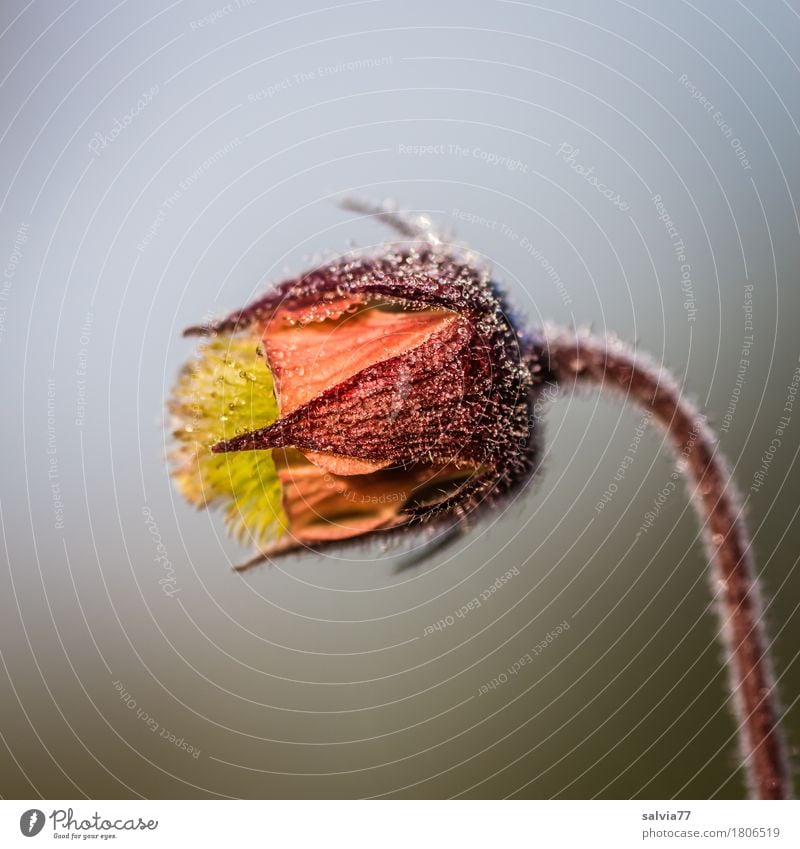 Köpfchen mit Tröpfchen Umwelt Natur Wassertropfen Himmel Sommer Pflanze Blume Blüte Wildpflanze bachnelkenwurz Blühend ästhetisch frisch natürlich positiv braun