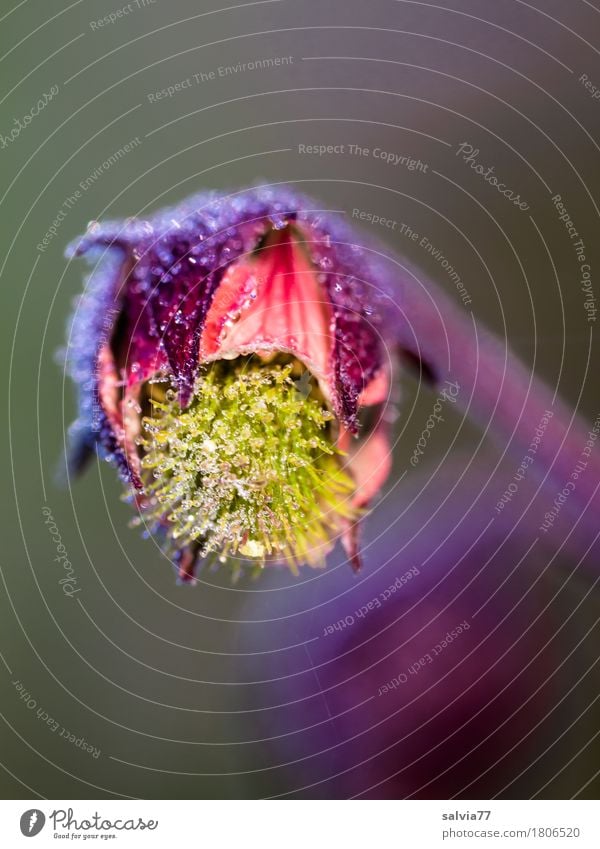 Blütentau Umwelt Natur Pflanze Wassertropfen Sommer Blume bachnelkenwurz Garten Wiese hängen frisch positiv schön gelb grau rot ruhig Duft Tau Farbfoto