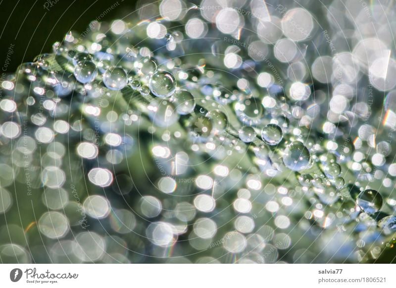 Sonnentau Natur Urelemente Wasser Wassertropfen Schönes Wetter Blatt Wiese berühren glänzend leuchten frisch klein nass natürlich schön blau grau grün weiß