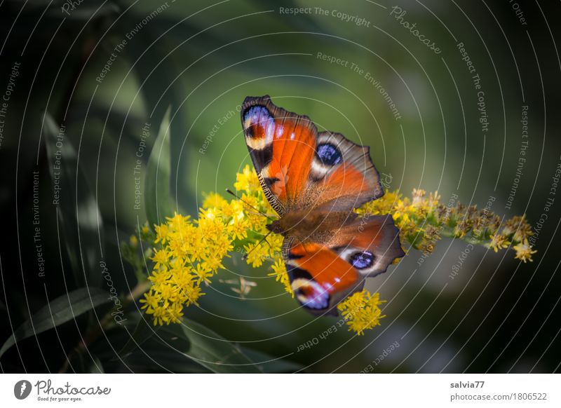 4 Augen Natur Pflanze Tier Sommer Blume Blüte Wildpflanze Garten Park Wildtier Schmetterling Flügel Tagpfauenauge Insekt 1 Blühend ästhetisch Duft schön