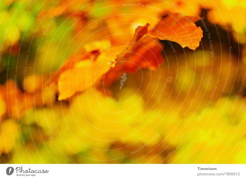 Vollherbst. Umwelt Natur Pflanze Herbst Blatt Buche Buchenblatt Wald ästhetisch natürlich braun gelb gold grün Farbfoto Außenaufnahme Menschenleer Tag