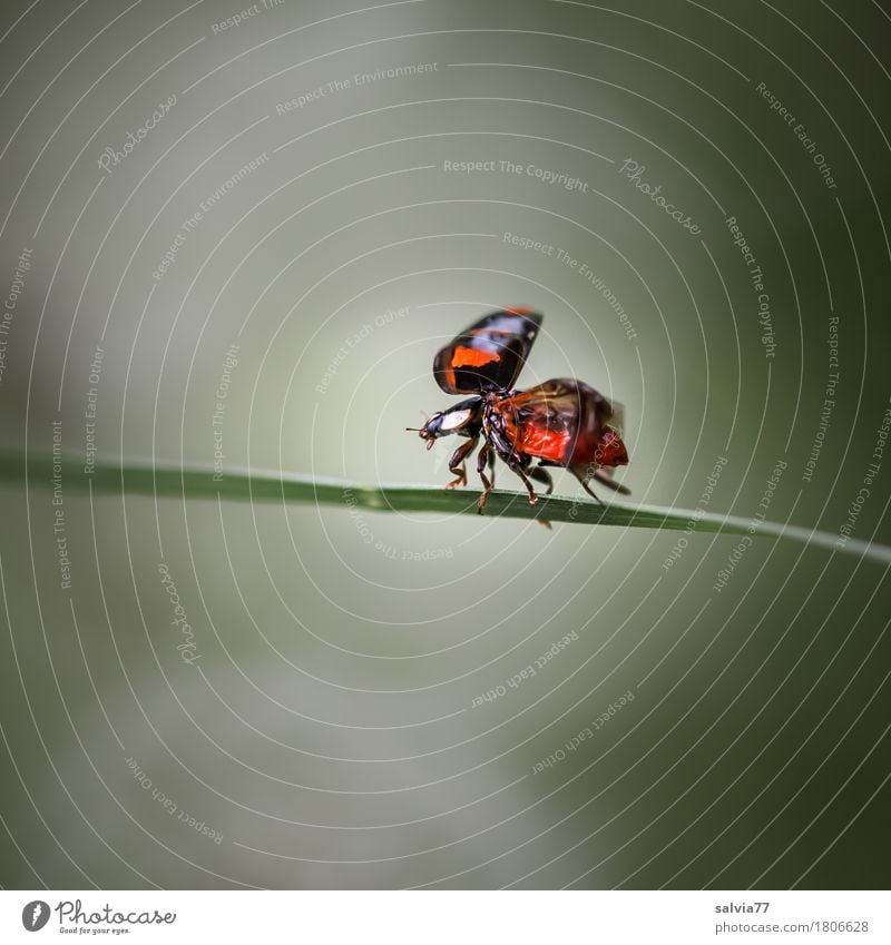 Flugstunde Natur Tier Frühling Sommer Blatt Garten Wildtier Käfer Flügel Insekt Marienkäfer 1 fliegen krabbeln klein Beginn Zufriedenheit Leben Lebensfreude