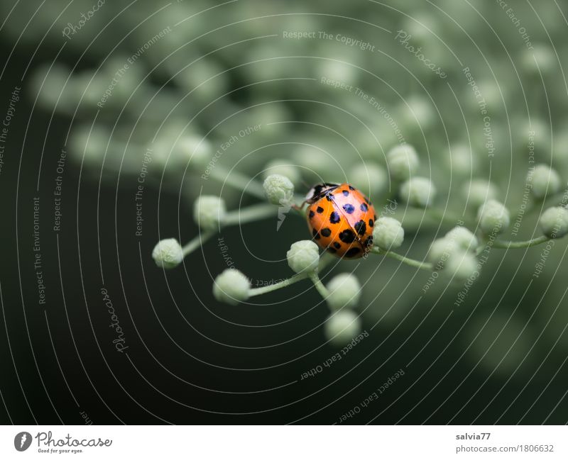 Bobbele Natur Pflanze Tier Frühling Wildpflanze Blütenknospen Holunderblüte Käfer Marienkäfer 1 krabbeln klein schön grau grün orange ästhetisch Design Glück