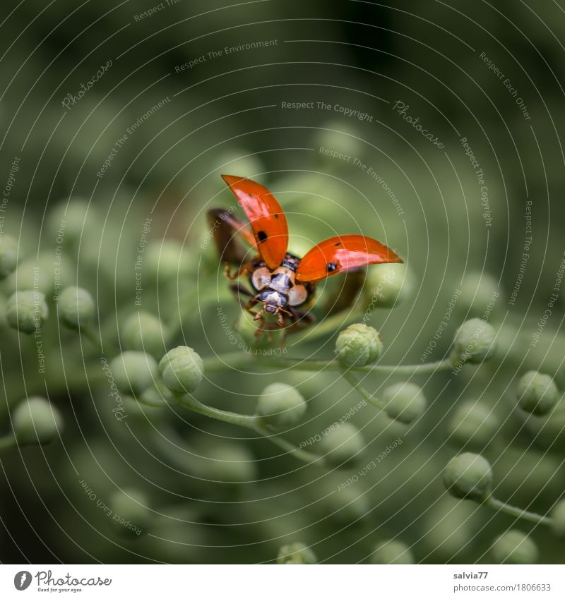 ...3..2..1... Umwelt Natur Pflanze Tier Frühling Sträucher Blüte Wildpflanze Holunderblüte Blütenknospen Wildtier Käfer Tiergesicht Flügel Marienkäfer Insekt