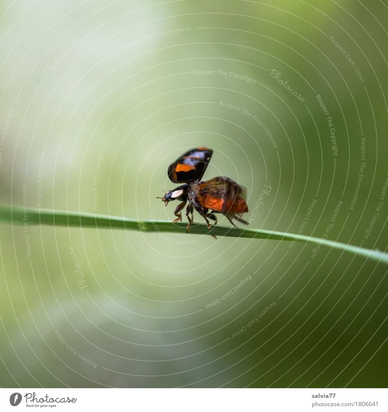 Start in den Frühling Umwelt Natur Tier Sommer Gras Blatt Käfer Flügel Marienkäfer Insekt 1 fliegen krabbeln ästhetisch frei grün rot schwarz Glück