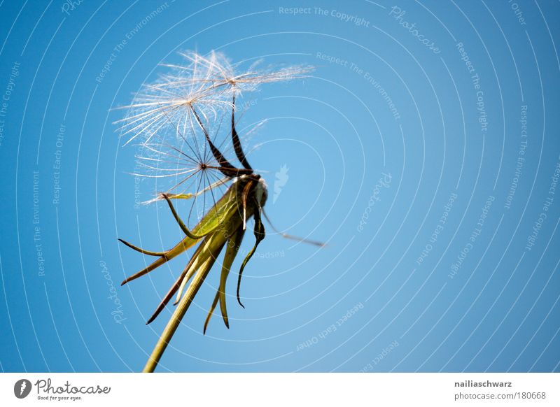 Die letzte Pusteblume ... Farbfoto Außenaufnahme Nahaufnahme Detailaufnahme Makroaufnahme Menschenleer Textfreiraum rechts Tag Kontrast Froschperspektive Umwelt