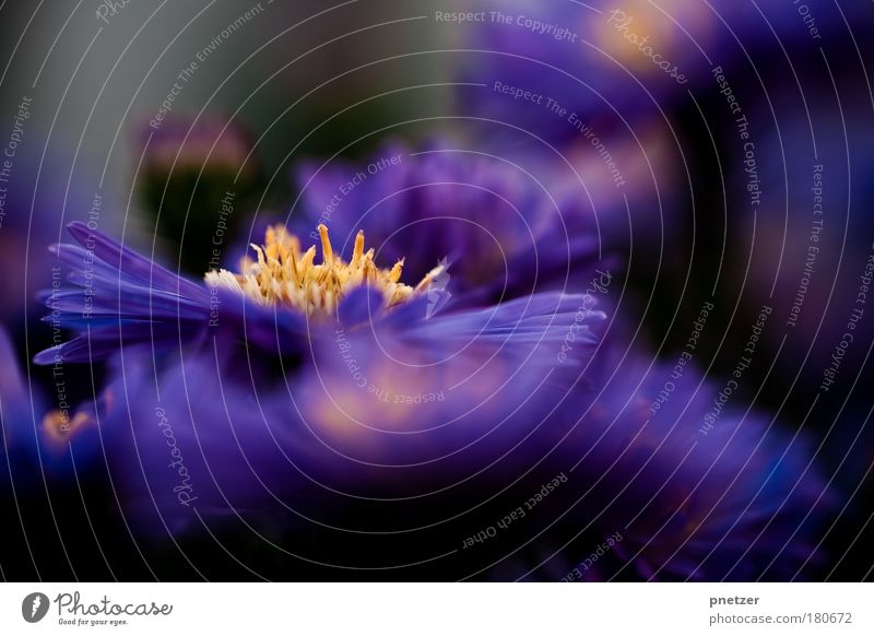 Vorgarten II Farbfoto Außenaufnahme Nahaufnahme Detailaufnahme Makroaufnahme Textfreiraum unten Tag Schwache Tiefenschärfe Zentralperspektive Umwelt Natur