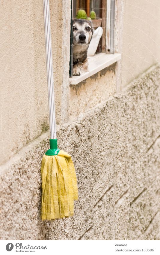 mopdog Farbfoto Außenaufnahme Textfreiraum unten Tag Tierporträt Blick Häusliches Leben bizarr Hund Hundeblick Hundekopf Staubwedel Wischen Wand Kaktus schön