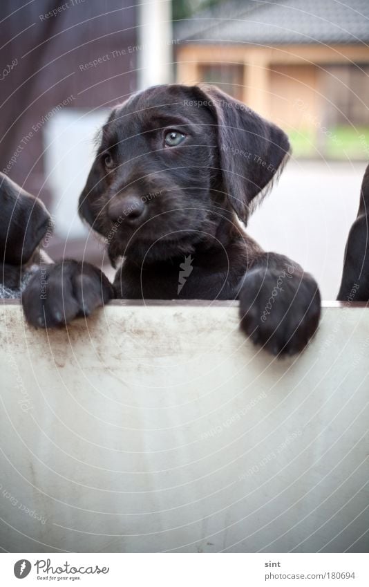 so ein hundeleben Farbfoto Außenaufnahme Textfreiraum unten Tag Schwache Tiefenschärfe Totale Tierporträt Blick nach vorn Haustier Hund Tiergesicht Pfote 1