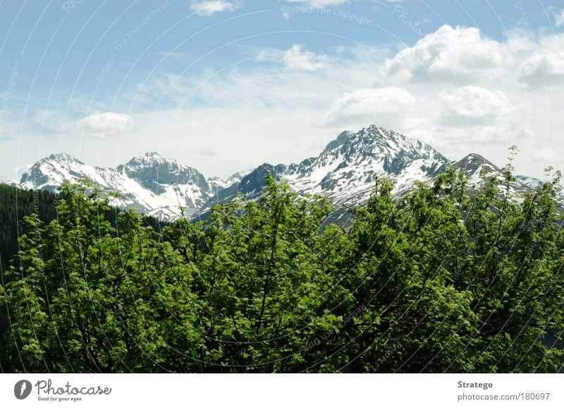 grün Farbfoto Außenaufnahme Menschenleer Textfreiraum oben Tag Sonnenlicht Zentralperspektive Umwelt Natur Landschaft Pflanze Urelemente Luft Himmel Wolken