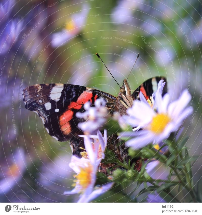 Admiral Pflanze Tier Sonne Herbst Schönes Wetter Blume Astern Garten Wildtier Schmetterling 1 außergewöhnlich natürlich blau mehrfarbig gelb grün violett rot