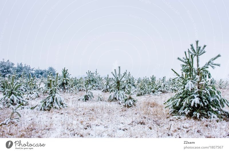 Keine Lust auf Wohnzimmer Winter Natur Landschaft schlechtes Wetter Nebel Eis Frost Schnee Baum ästhetisch dunkel einfach kalt nachhaltig natürlich trist blau