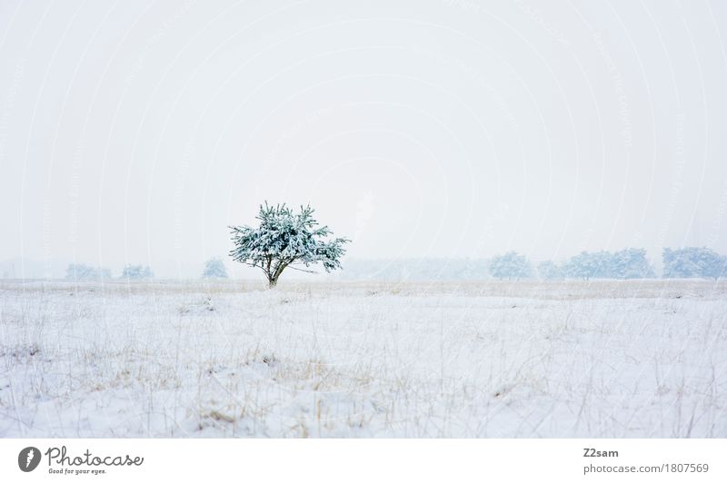 ganz allein Winter Natur Landschaft schlechtes Wetter Schnee Baum Heide dunkel einfach frisch kalt nachhaltig natürlich trist blau grau weiß Traurigkeit