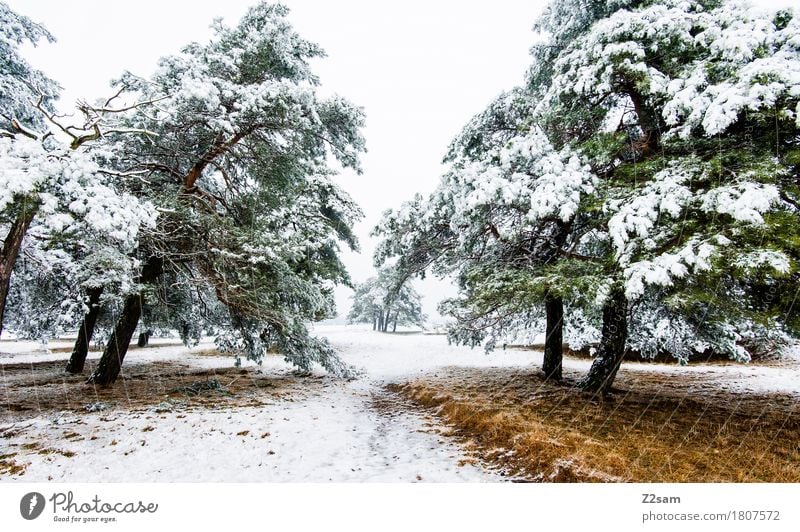 Wintertraum Natur Landschaft Eis Frost Schnee Baum Wald Heide einfach kalt nachhaltig natürlich trist braun grün weiß Einsamkeit ruhig Umwelt Umweltschutz