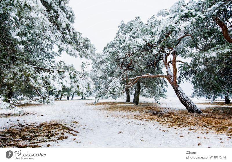 Winterzauber Umwelt Natur Landschaft Klima Eis Frost Schnee Baum Wald einfach kalt nachhaltig natürlich trist braun grün weiß Einsamkeit Idylle ruhig