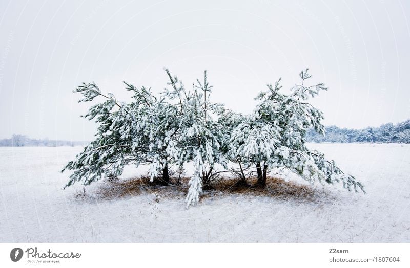 Baummonster Winter Umwelt Natur Landschaft schlechtes Wetter Eis Frost Schnee Heide einfach kalt nachhaltig natürlich trist weiß bizarr Einsamkeit Idylle ruhig