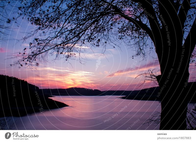 Dämmerung am See mit Baumsilhouette Sonnenuntergang Sonnenaufgang Erholung ruhig Freizeit & Hobby Ferien & Urlaub & Reisen Wassersport Natur Landschaft Sommer