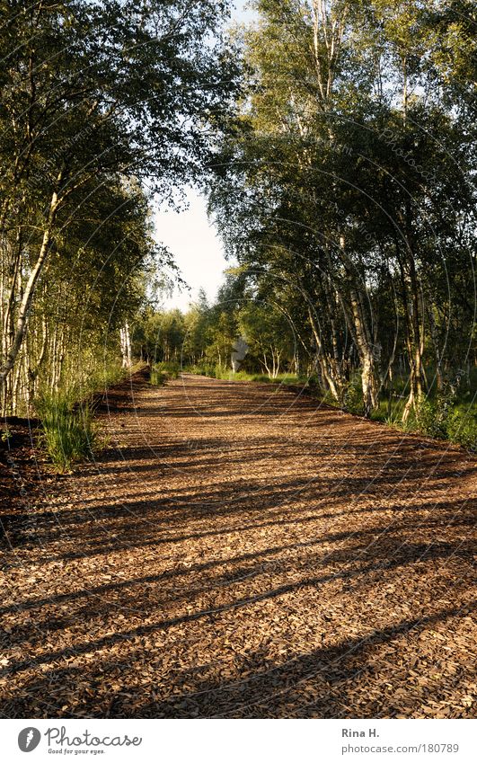 Lange Schatten Umwelt Natur Landschaft Pflanze Erde Sommer Schönes Wetter Baum Park Wald genießen Wärme braun gelb grün Gefühle Glück Zufriedenheit Lebensfreude