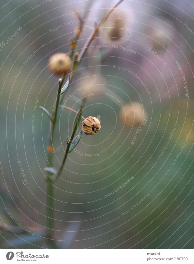 schleierhaft Farbfoto Außenaufnahme Nahaufnahme Detailaufnahme Makroaufnahme Unschärfe Natur Landschaft Herbst Pflanze Gras Sträucher Blatt Grünpflanze Wiese