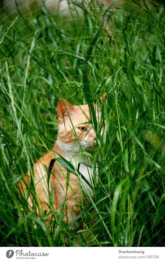 Katzengras Farbfoto Außenaufnahme Detailaufnahme Menschenleer Textfreiraum oben Textfreiraum Mitte Hintergrund neutral Morgen Tag Sonnenlicht Sonnenstrahlen