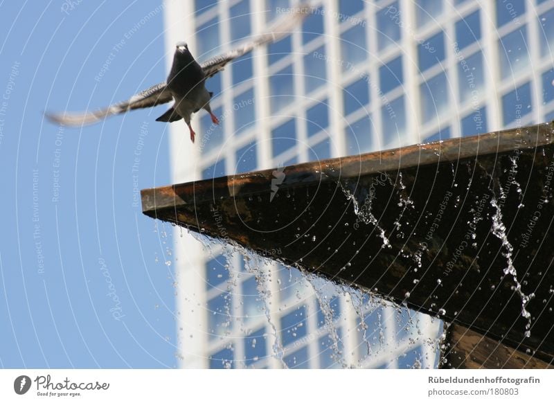 Dove Farbfoto Außenaufnahme Tag Licht Sonnenlicht Bewegungsunschärfe Tierporträt Umwelt Natur Luft Wasser Himmel Wolkenloser Himmel Sommer Schönes Wetter Berlin