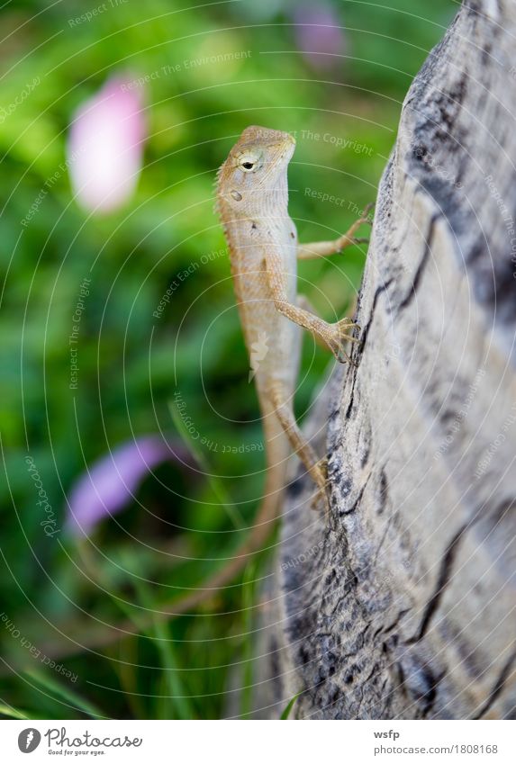 Eidechse in Thailand sitz an einem Baumstamm Natur Tier sitzen Echsen gekko Gecko Leguane sonnen Reptil Außenaufnahme