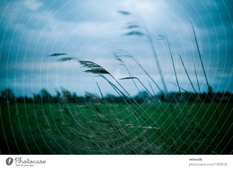 im Wind Farbfoto Gedeckte Farben Außenaufnahme Detailaufnahme Menschenleer Dämmerung Kontrast Unschärfe Schwache Tiefenschärfe Umwelt Natur Pflanze Himmel