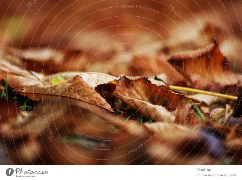 Herbstlaub Farbfoto mehrfarbig Außenaufnahme Menschenleer Tag Licht Unschärfe Umwelt Natur Pflanze Erde Luft Wetter Schönes Wetter Wind Baum Blatt Park kalt