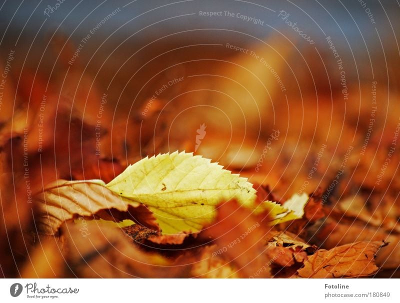 Außenseiter Farbfoto mehrfarbig Außenaufnahme Nahaufnahme Tag Licht Schatten Sonnenlicht Unschärfe Umwelt Natur Pflanze Erde Luft Herbst Wetter Schönes Wetter