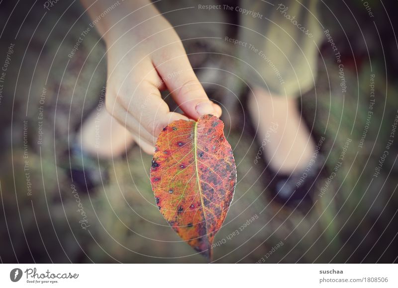 kinderhände VI Kind Hand Finger festhalten Blick Blatt Herbst Sommer Außenaufnahme Natur entdecken Fuß Herbstlaub natürlich Kindheit Kindererziehung