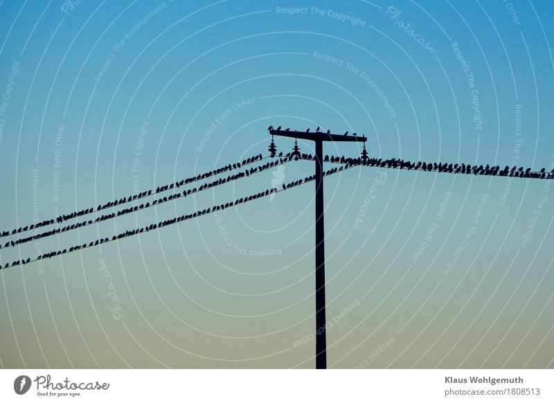 Invasion Energiewirtschaft Umwelt Natur Tier Wolkenloser Himmel Herbst Hochsitz Vogel Star Schwarm fliegen warten bedrohlich braun schwarz türkis Flugangst